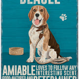 Beagle characteristics metal sign