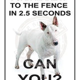 I can make it to the fence in 2.5 seconds. Can you? White Bull Terrier