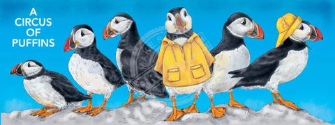 A Circus of Puffins