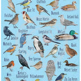 The A-Z of Birds