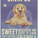 Cavapoo dog characteristics metal sign