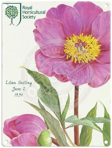 Lilian Snelling - Pink Peony Metal Signs