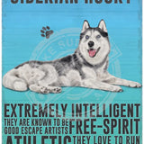 Siberian Husky dog characteristics metal sign