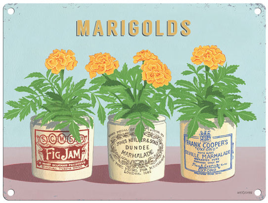 Marigolds - Martin Wiscombe