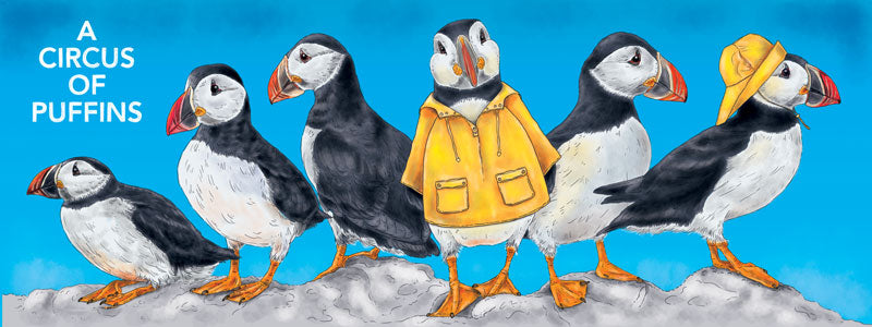 A Circus of Puffins