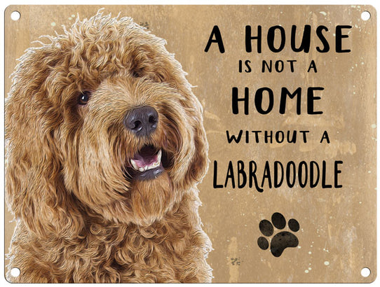 House is not a home - Labradoodle apricot