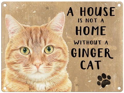 House is not a home - Ginger Cat