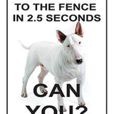 I can make it to the fence in 2.5 seconds. Can you? White Bull Terrier
