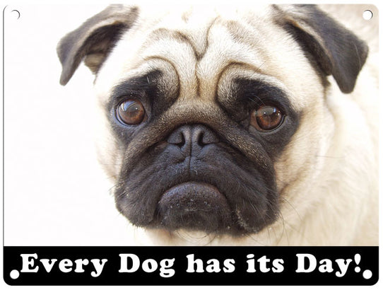 Pug every dog has its day metal sign